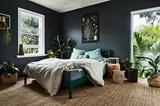 Plants that help you sleep