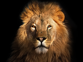 Which Sleep Animal Are You?