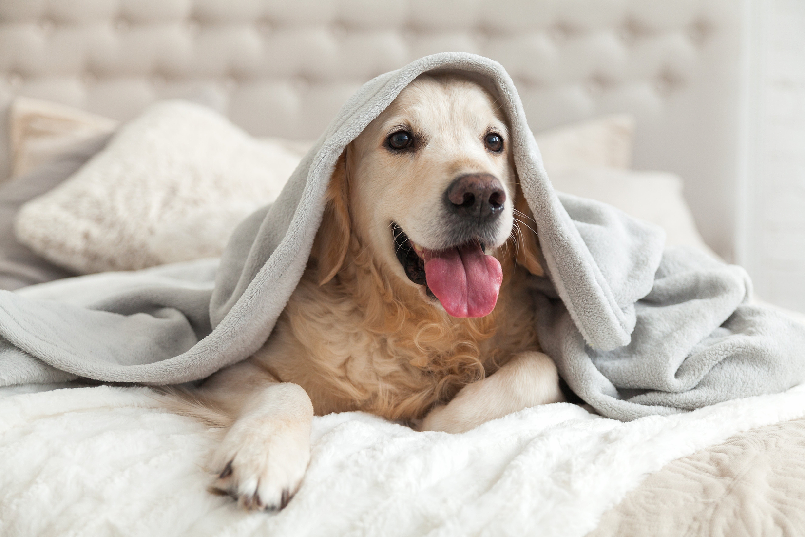 Is your Pooch a Sleep Saviour or Snooze Saboteur?